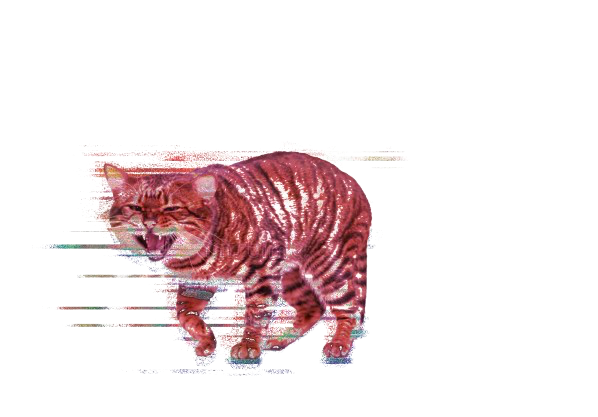 hissing cat