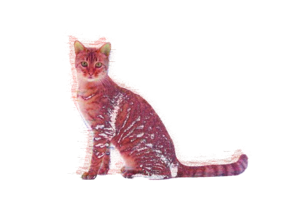 normal cat